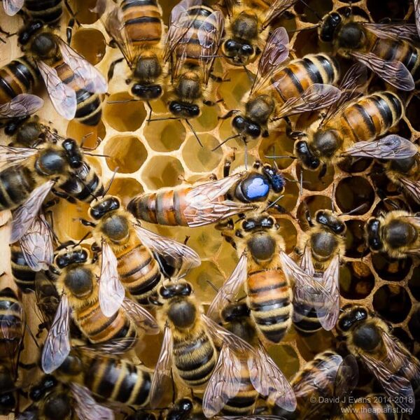 Bišu māte, bites